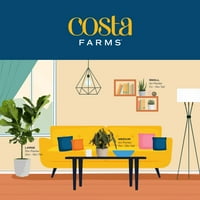 Costa Farms živi zatvoreni 12in. Visok asortirani Bromeliad; Svijetla, neizravna biljka sunčeve svjetlosti u 4in.