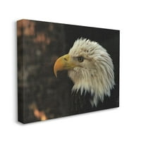 David Stern portret ćelavog orla životinja ptica Fotografija platno fotografija umjetnički tisak na platnu