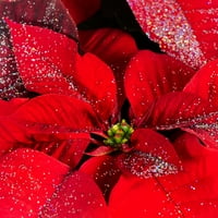 Iskusni hortikulturist 3,81 inča žive biljke božićne zvijezde s crvenim sjajem neizravno svjetlo
