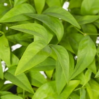 Stručni vrtlar Nandina Firepower 2,25G Zeleni grm