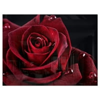 DesignArt 'Crvena ruža s kišnim kapima na crnoj' metal zidne umjetnosti