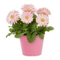 Bolje domove i vrtovi 3qt Pink Gerbera Daisy Live biljke