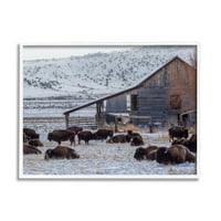 Stupell Industries ispaša seoski bizon snježno poljoprivredno zemljište staja krajolika fotografija bijela uokvirena