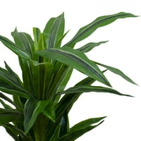 Northlight 37 Umjetna plastična biljka dracaena u saksiji, zelena