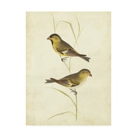 Zaštitni znak likovna umjetnost 'platnena umjetnost zlatnih ptica' cassin